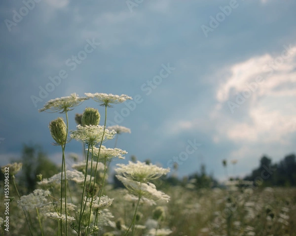 Obraz Peaceful background of wild grasses gently swaying in the wind on a sunny day.  Captures the calm atmosphere of rural life and summer stillness. 