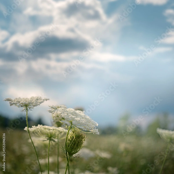 Obraz Peaceful background of wild grasses gently swaying in the wind on a sunny day.  Captures the calm atmosphere of rural life and summer stillness. 