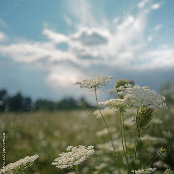Obraz Peaceful background of wild grasses gently swaying in the wind on a sunny day.  Captures the calm atmosphere of rural life and summer stillness. 