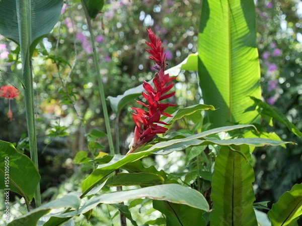 Fototapeta 温室で栽培されているレッドジンジャー