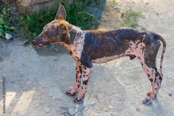 Obraz Sick stray dog with severe mange standing on dirt path