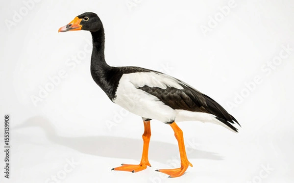 Obraz Magpie Goose Bird Standing White Background Orange Legs Black Neck