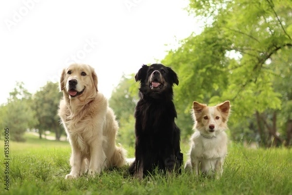Fototapeta A pack of three dogs sits next to each other in the park.