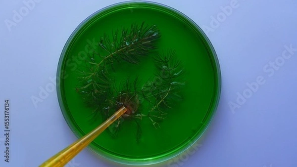 Fototapeta Green Algae Sample in Petri Dish with Visible Pipette