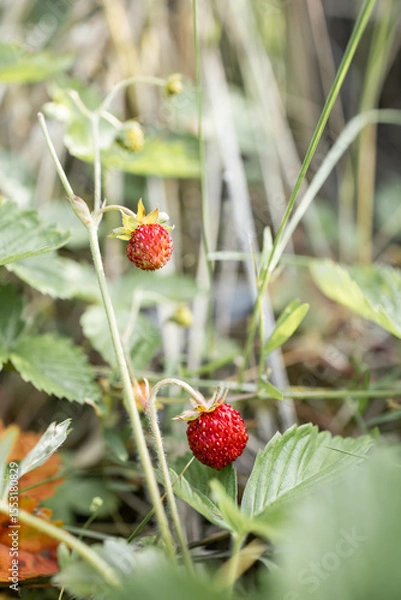 Fototapeta Wild strawberry in the forest. Red berry in the grass