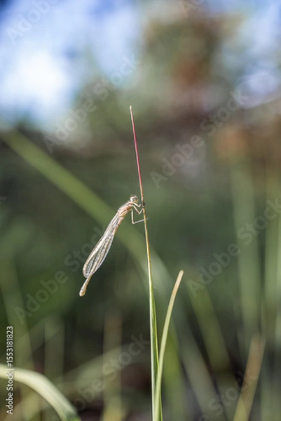 Fototapeta A dragonfly insect is perched on a stem. Dragonfly in the grass