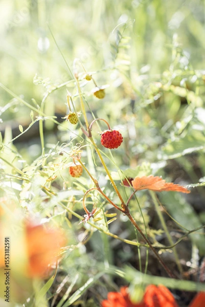 Fototapeta Wild strawberry in the forest. Red berry in the grass