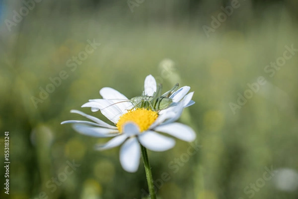 Fototapeta Green grasshopper on a daisy. White daisy in the field