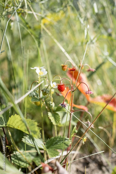 Fototapeta Wild strawberry in the forest. Red berry in the grass
