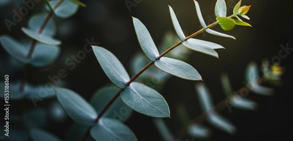 Fototapeta Close-up of eucalyptus leaves with a dark background and soft lighting.
