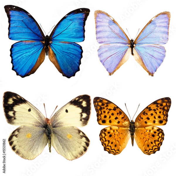 Obraz butterfly  isolated