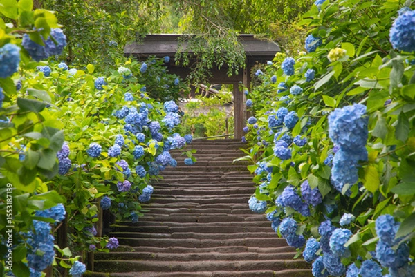 Obraz 明月院　山門前の石段