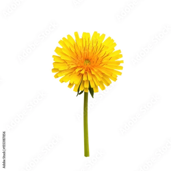 Fototapeta Bright yellow dandelion flower with green stem isolated on transparent background