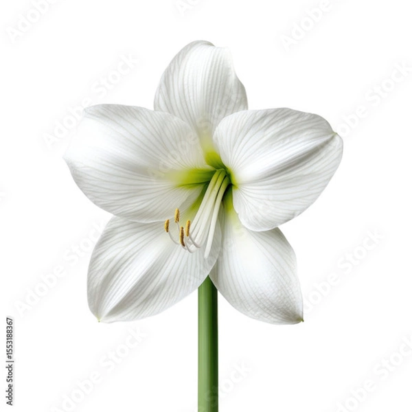 Fototapeta Elegant white amaryllis flower with delicate petals and green stem isolated on transparent background