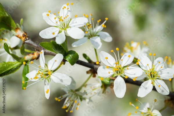 Obraz Fruit blossom close-up
