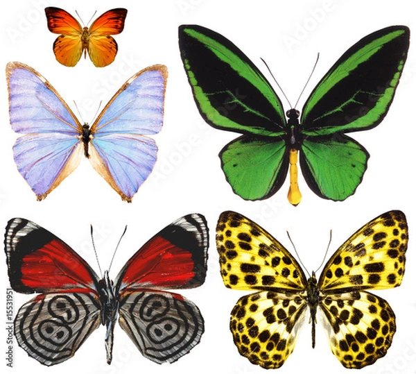 Obraz butterfly isolated