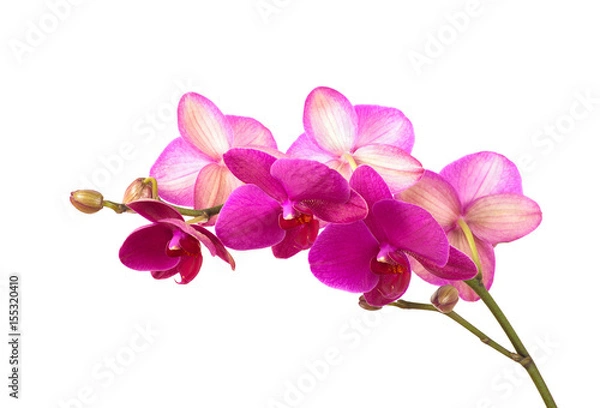 Fototapeta branch of violet orchids isolated on white