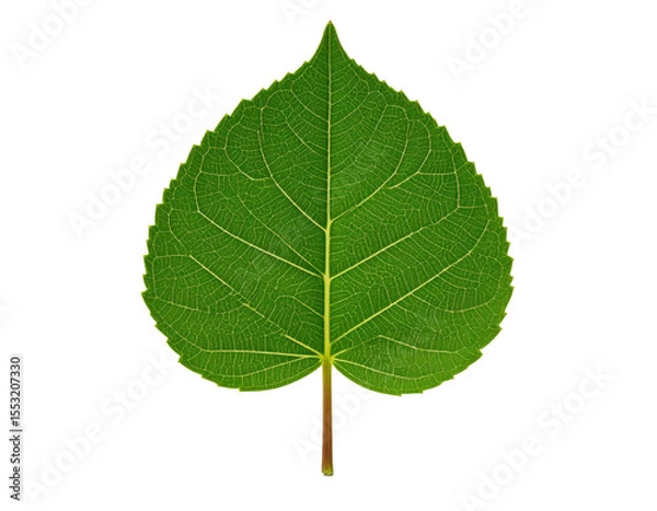 Fototapeta Isolated green leaf close up botanical plant nature leaf texture vein on transparent background