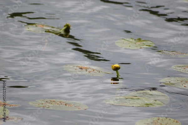 Obraz Relax in Seliger with dog