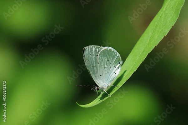 Fototapeta Butterfly on stem, macro photograpgy