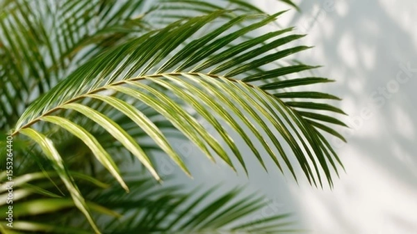 Obraz Palm Leaf Texture with Soft Lighting