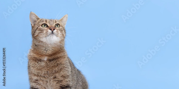 Fototapeta Tabby cat sitting on light blue background and looking up with curious expression. Perfect for pet-themed designs, veterinary ads, and banners with copy space.
