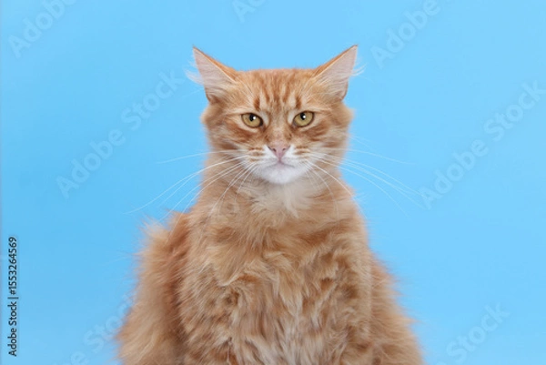 Fototapeta Close-up portrait of fluffy ginger cat looking serious on blue background. Studio animal photo with emotional expression.