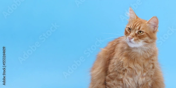 Fototapeta Ginger cat with serious expression looking sideways on blue background. Fluffy domestic cat portrait in studio.