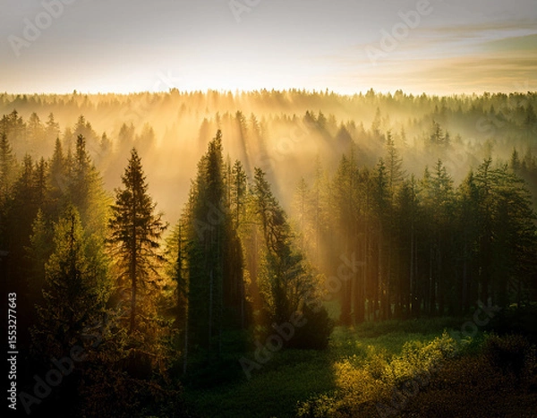 Fototapeta Beautiful rays of sunlight in a green forest.forest in evening light
