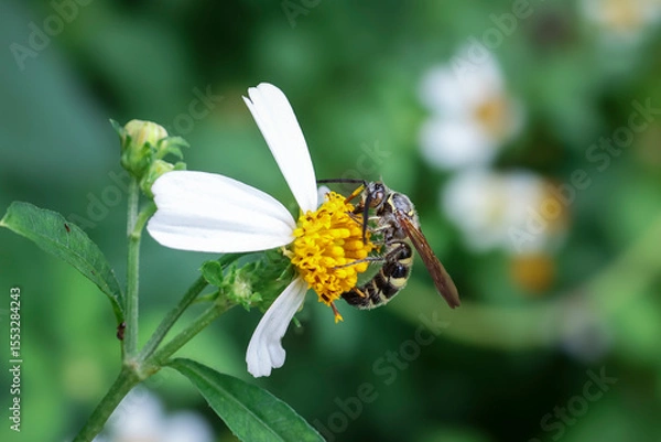 Fototapeta A fierce-looking wasp sits on a white flower with yellow stamens. A close-up of a wasp. Details of a beautiful insect surface.