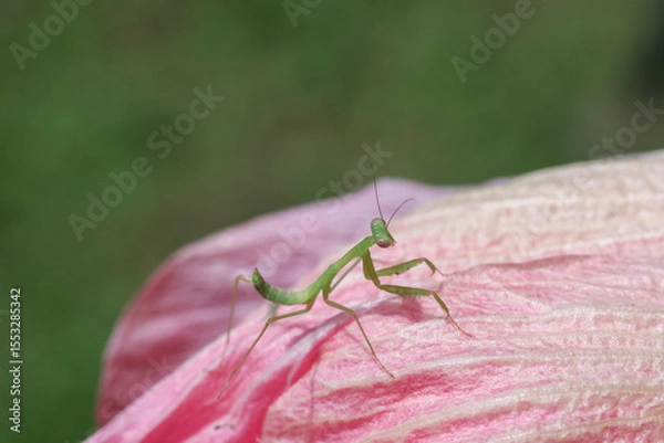 Fototapeta A small Green mantis in a pink flower petal. Gives a soft and natural feel to the background texture of the Mantodea and the petals of the pink flower.
