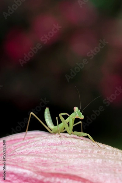 Fototapeta Close-up: A small Green mantis in a pink flower petal. Gives a soft and natural feel to the background texture of the Mantodea and the petals of the pink flower: black background and pink flowers.