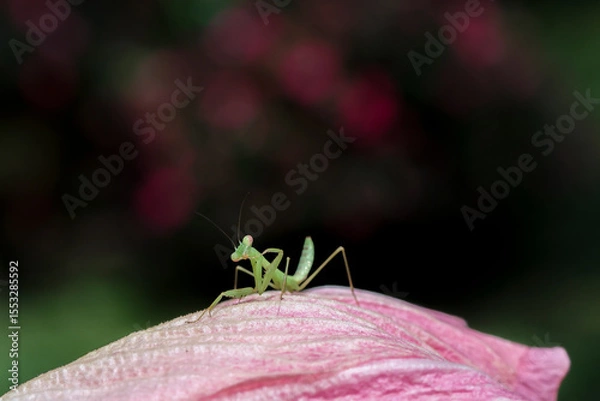 Fototapeta Close-up: A small Green mantis in a pink flower petal. Gives a soft and natural feel to the background texture of the Mantodea and the petals of the pink flower: black background and pink flowers.