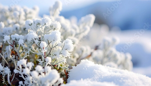 Obraz Close-Up of Snowy Evergreen Branches with Delicate Ice Crystals in Winter