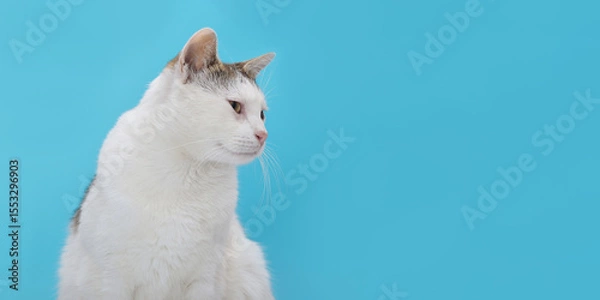 Fototapeta Curious domestic white cat with tabby markings sitting and looking aside on vibrant blue background. Ideal for pet advertising, banners, and social media.