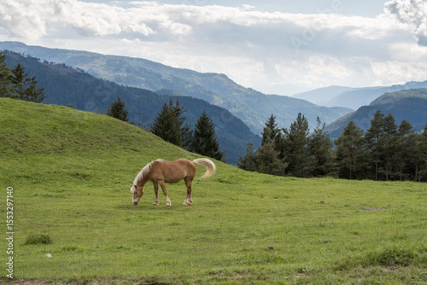 Fototapeta Haflinger horse grazing on green alpine meadow with forest and mountain landscape in the background.