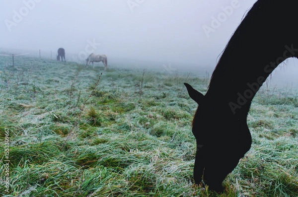 Fototapeta A horse is eating grass in a field. The grass is wet and the sky is cloudy. There are two other horses in the field