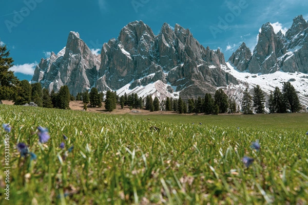 Fototapeta Alpine meadow with wildflowers and snowy mountain range under blue sky in spring, Dolomites mountains Italy