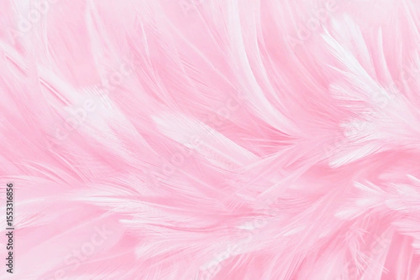 Fototapeta Beautiful soft pink bird feathers pattern texture background.