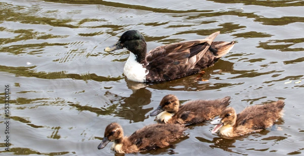 Obraz Duck and Ducklings Swimming in Calm Water