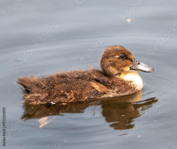 Obraz Duckling Swimming in a Pond on a Close Up