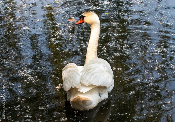 Obraz Majestic Swan Gliding Peacefully on a Serene Pond with Sun Reflecting off the Water