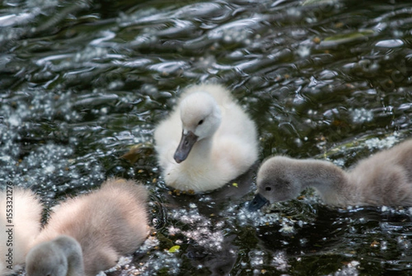 Obraz Soft Cygnets Swimming in a Serene Pond During Daylight Hours