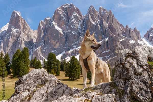 Fototapeta Czechoslovakian Wolfdog standing on rocks with snowy Dolomites peaks in the background in spring.