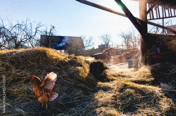 Fototapeta A chicken is standing in a field of hay. The hay is piled up and the chicken is standing in the middle of it