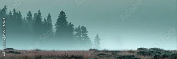 Fototapeta Banner with dense pine forest in early morning fog with quiet meadow foreground and cold muted tones