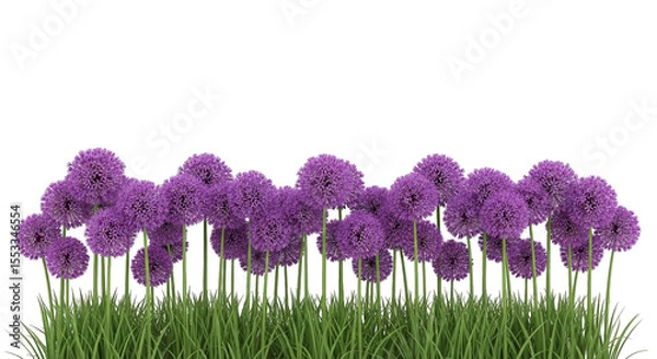 Fototapeta Purple Allium Flowers In Grass Border