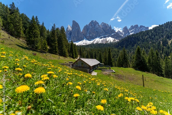 Fototapeta Mountain cabin on green meadow with yellow dandelions and snowy Dolomites peaks in background under blue sky.