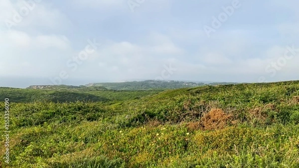 Fototapeta Enveloping coastal heathland whispers tales of midsummer solstice adventures, verdant tranquility, and hidden Celtic folklore enchantments