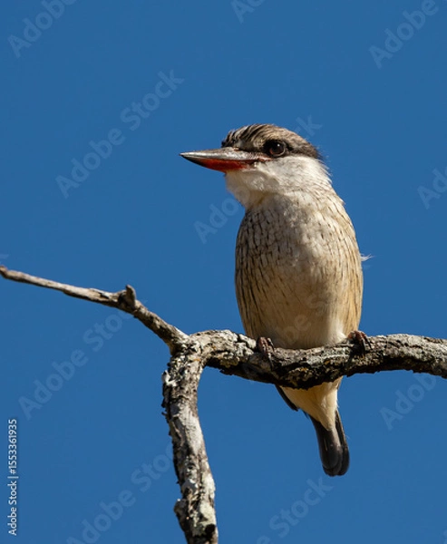 Fototapeta One striped kingfisher sitting on a twig with a clear blue background